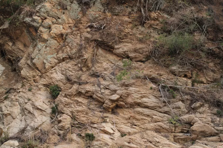 Can You Spot the Deer?